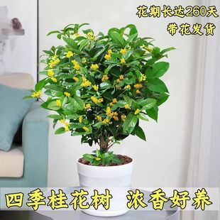 ��S���]�����Ե����Ϙ��y��͏d�Gֲ�̨ͥԺ�¹��������