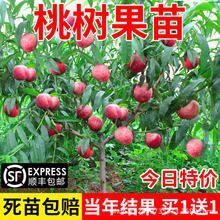 �Ҙ������Ʒ�N�޽������Ե��������S�Ҷ���Ѫ������Ҙ����Ʒ��