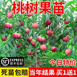 桃树果苗新品种嫁接苗盆栽地栽油桃黄桃冬桃血桃苗大桃树苗成品苗