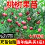 盆栽成品地栽油桃桃苗