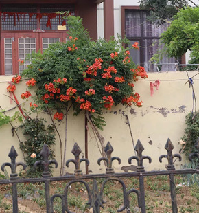 Dropshipping Cold-Resistant Lingxiao Flower Seedlings Climbing Vines That Bloom Florals in All Seasons and Are Easy to Grow Green Plants Potted Courtyard Balcony Cannon