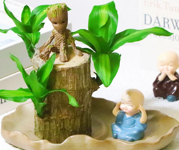 Гидропонное бразильское дерево Lucky Wood гидропонное настольное растение Горшечное растение стойло растение дерево человек Грут