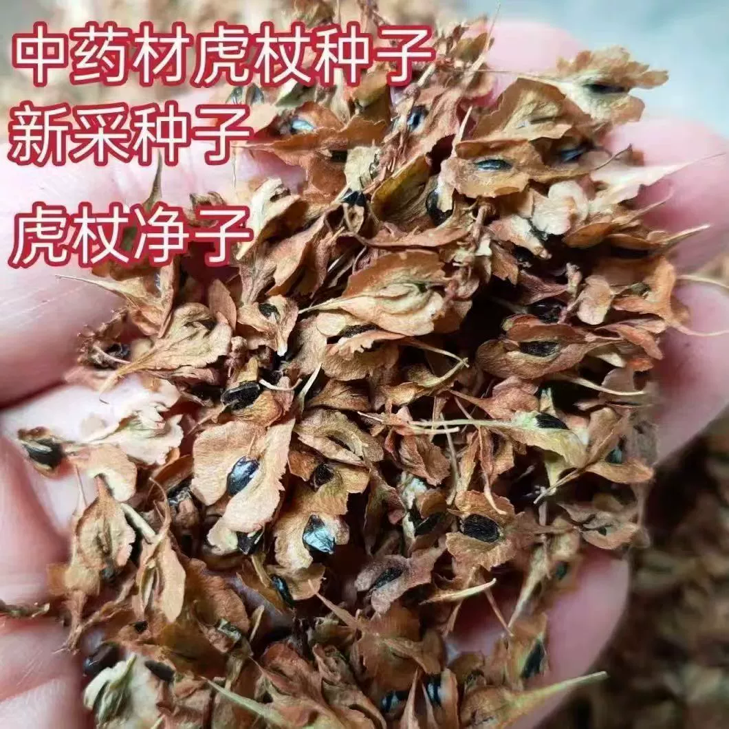 Семена Polygonum cuspidatum, недавно собранные семена Polygonum cuspidatum, драгоценные китайские лекарственные семена, сетчатые семена Polygonum cuspidatum, дикие семена Polygonum cuspidatum