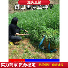 ݷNӷNļݷNӶͺBֳݷNuţ~