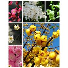 t÷/÷/G÷/÷/÷/÷/D÷/÷NӻľN