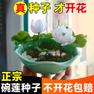 ��ɏˮ��ֲ��N�������_���ļ��_��ˮ��ֲ���҃�����˯ɏ�ɻ�����