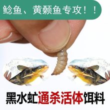 野钓鱼饵黑水虻活体红虫鲫鱼鲤鱼鲶鱼黄骨鱼通杀型活饵钓鱼饵料虫