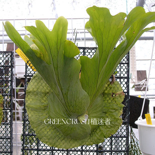 ¹��ާŮ��ާ����¹��ާ�Ꭷ�Ϡ�ֲ��ާ����Կ͏dֲ���ߎ����Ժ�