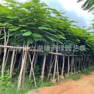 �����P��ľ�������l�{��麈�r�t����е���