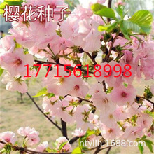 山樱花种子 山樱花种子品牌 图片 价格 山樱花种子批发 阿里巴巴