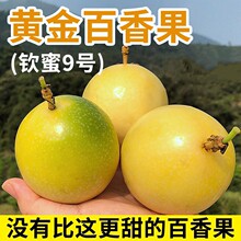 1【实力商家】广西钦蜜9号黄金百香果黄色原浆应季新品上鲜果代发