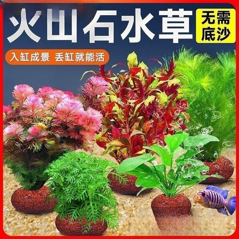 火山石水草植物鱼缸造景真草水培蜈蚣草水榕阴性绿菊净化水质套餐