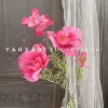 Great Persian chrysanthemum
