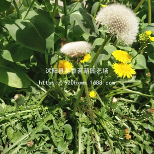 Ұ���ѹ�Ӣ�N�����Ŷ��N���ļ������߲˴��ﶬ���Nֲ�����˷N��