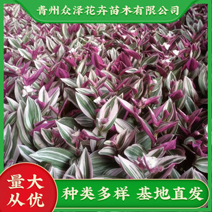 Oil Painting Chlorophytum 120 Pots of Peat Soil Indoor Ornamental Green Plants with Colorful Leaves and Potted Lilies