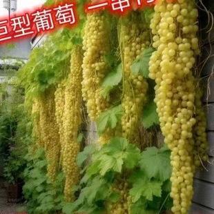��һ�����l�����ј�N�� �t���ӷN����ָ�޷��ĺ����������l