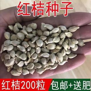 �²����ٷN���ך��N���۽ۼt�����Ӹ�����ȼt���ѻh����ľ��N��