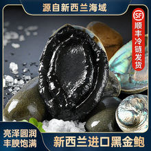新西兰黑金鲍冷冻鲍鱼鲜活新鲜生冻水产日料刺身鲍鱼海鲜日料批发