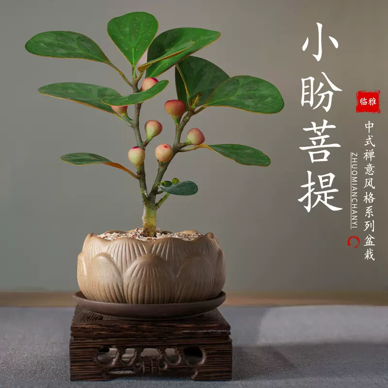 小盼菩提树盆栽植物室内盆景带果好养中式禅意办公室桌面摆件花卉