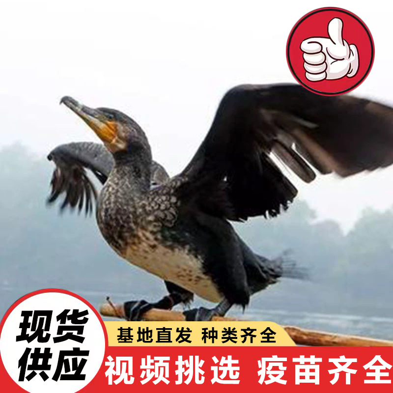 lQLPJyCOdRlJppjNAyDNAyCwEzxSK5