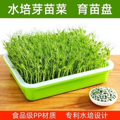 育苗プレート芽菜ベランダ種菜鉢水培野菜もやし無土栽培育小麦にんにく苗栽培トレー