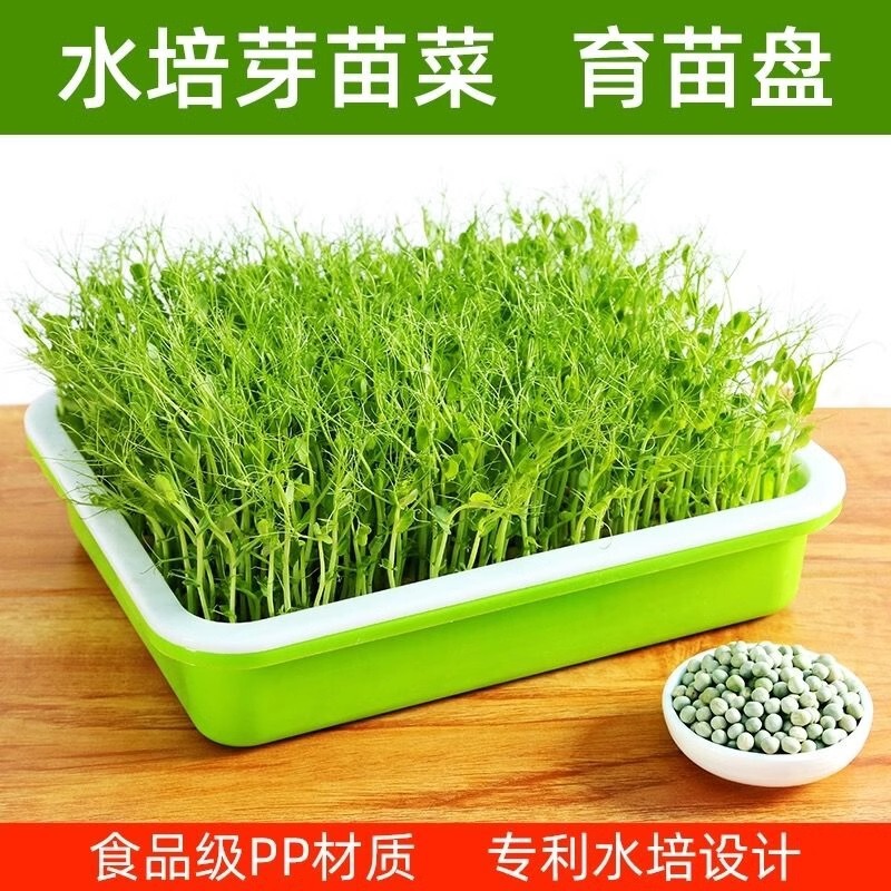 seedling tray sprouts balcony vegetable basin hydroponic vegetable bean sprouts soilless culture wheat garlic seedling planting tray seedling tray sprouts balcony vegetable basin hydroponic vegetable bean sprouts soilless culture wheat garlic seedling planting tray