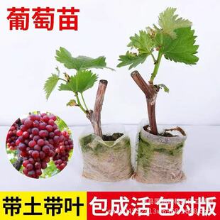 ꖹ�õ�����ј������԰��ɻ���������ϱ����Nֲ�����m����Y��