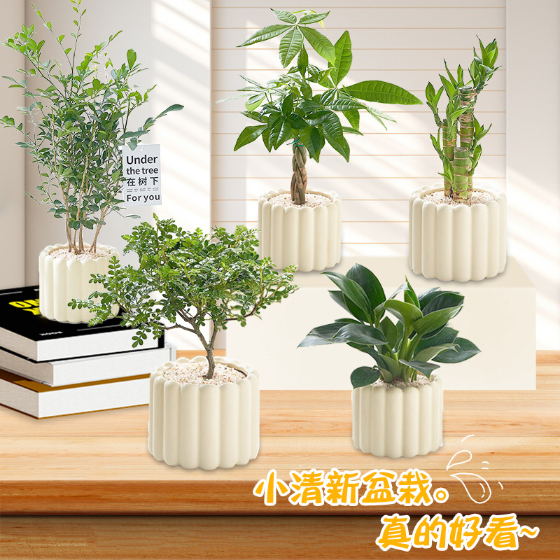 Oficina de escritorio interior plantación verde pequeña maceta crema decoración de viento cuatro estaciones buena para mantener el interior aspiración de formaldehído aire purificado