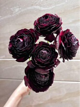 rժɫĵZrëݢĵϡɫˮл