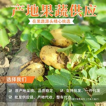 恩施小土豆10斤包邮红薯洋芋迷你黄心湖北马铃薯薯小薯湖北特产