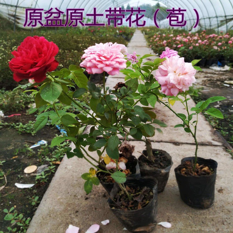 欧月大花浓香月季四级开花藤本花卉庭院攀援攀爬灌木多头月季小苗