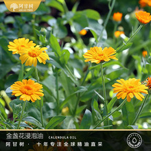 ���ʘ��K�������� Calendula ֲ���ͻ��A�ͬF؛���l