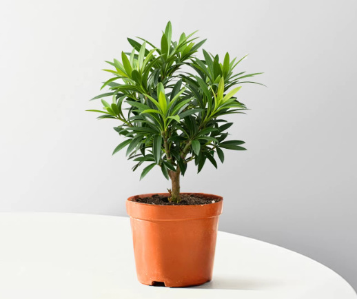 Pequeña plantación de maceta de pino Rohan estación de oficina planta de escritorio sala de estar nórdica plantación verde bonsai hoja perenne buena alimentación en todas las estaciones