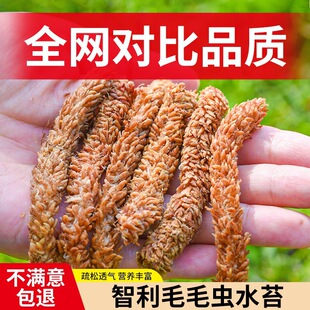 ����ˮ̦�����mëë�xˮ̦���Ǹ�̦�\�m����ֲ�Ϟ������߉|��