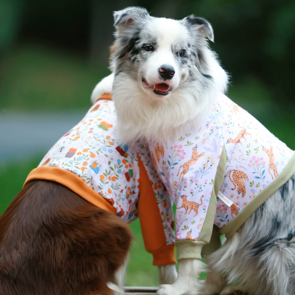 24 года осенью и зимой новая одежда для собак