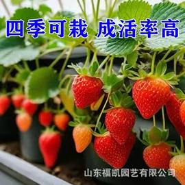 其他园林资材;花盆容器;栽培基质
