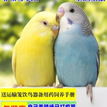 鹦鹉活鸟活物虎皮鹦鹉会学说话的鸟类宠物鸟云斑小型家养小鸟活体