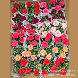 康乃馨花苗基地批发室内阳台庭院四季开花易活花卉康乃馨盆栽绿植