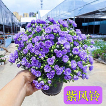 丹麦紫风铃盆栽好养活四季开花重瓣室内阳台绿植工厂直销厂家直销