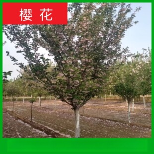 �ѻ����� �ձ���� ��� ꖹ�� Ⱦ����Ұ�׻��t���ۼt�ѻ���