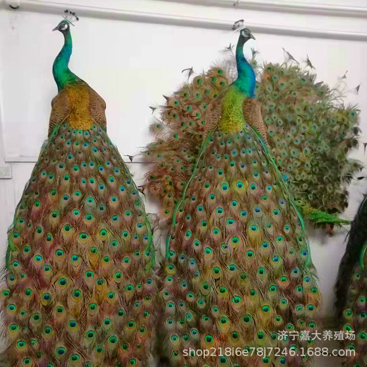 Украшение мебели синий павлин образец гостиная отель фотография украшение Павлин образец открытый экран павлин образец