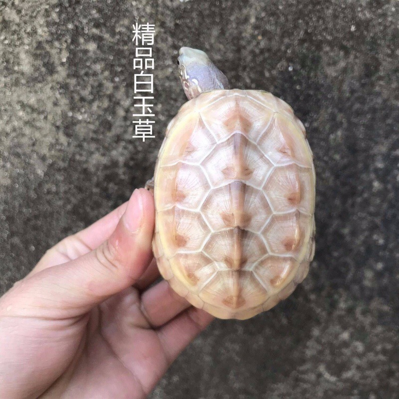白玉龟顶墨龟苗宠物全黑腹龟外塘冷水小乌龟