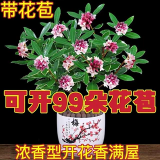 【带花苞】金边瑞香浓香型耐寒盆景绿植盆栽室内懒人花卉老桩客厅