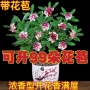 金边浓香型客厅耐寒瑞香
