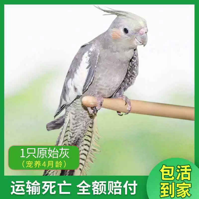 Попугай Xuanfeng для содержания и тренировок, обучение речи, домашний питомец, пара птиц может содержаться вместе