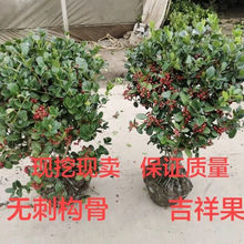 无刺枸骨球构骨树苗鸿运果四季常青北方庭院别墅花卉耐寒绿化苗木
