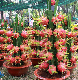 �t�Ļ����������Ԙ��箔��Y��зצ�m�޽���ľ�������M��зצ�m