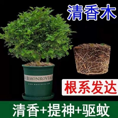 M. buster Botany Fragrant wood Po Netherlands Evergreen indoor Potted plant Insect One piece On behalf of Manufactor On behalf of