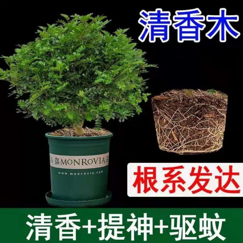 驅蚊草植物清香木蒲荷四季常青室內盆栽除驅蟲壹件代發廠家代發