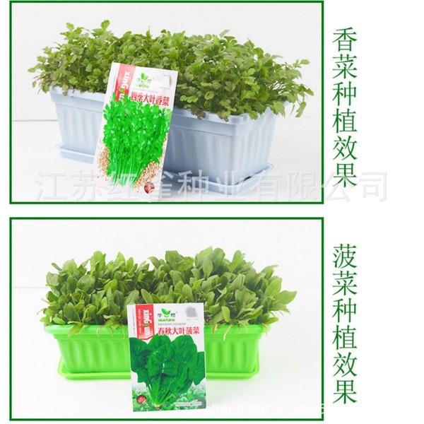 Vegetable Seeds Four Seasons Oil Water Watermelon Cucumber Fragrance…